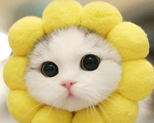 1410a1a1a38f24c9d4ac6a629918ba64